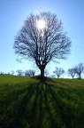 controluce