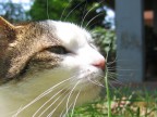 Fotocamera: Canon PowerShot A80 , F2.8 1/500, messa a fuoco "soggetto"