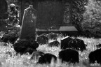 Cimitero Vecchio di Viggi