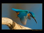 Martino al volo