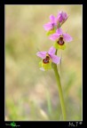 Ophrys tenthredinifera Ophrys tenthredinifera