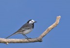 Ballerina bianca  (Motacilla alba