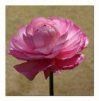 Rosellina-di-Pasqua Rosellina-di-Pasqua