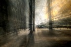Il bosco dei sogni