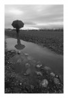 aspettando un'altra primavera
