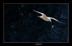 Flying Away