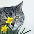 narcisi...