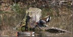 gallinelle d'acqua