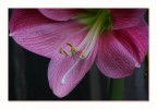 Amarillis