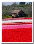 colori