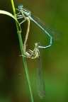 Un cuore nella natura