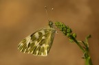 Pontia edusa