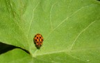 ...coccinella...