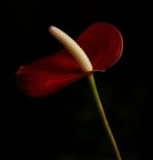 fiore