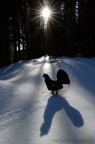 La Tipica arena del Gallo Cedrone con, sulla neve, le tracce dei suoi "balletti".

Ciao

Gerardo