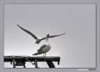 Conflitto aereo