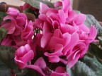 un fiore