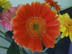 fiore