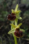 Il fiore di oggi 2