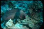 I FONDALI DEL GOLFO DI GAETA
