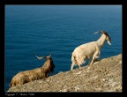 Foto scattata in Liguria su di un sentiero a picco sul mare in direzione San Fruttuoso.

Olympus e-520 + Zuiko 40-150 a 50 mm
1/320s F\7,1
ISO 100
