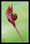 Coccinella
