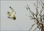 Girfalco