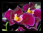 L'orchidea