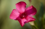 Macro
