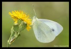 Bianco e giallo
