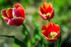 Fleurs_1