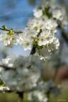 Fleurs_2