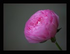 Rosellina 2