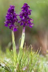 Orchidea....aiuto per il nome