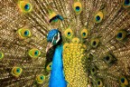 PAVONE