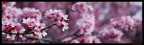 Fiori primaverili