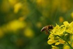 ape con un bel fardello non rinuncia agli ultimi fiori