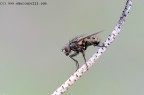 Mosca 800 ISO