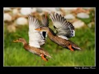 Germani in volo