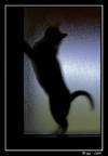 gatto in trasparenza