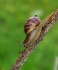 Lumaca