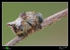 Cyclosa conica.....