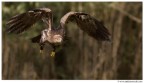 Aquila in volo