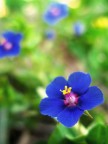 Fleur blue