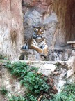 Tigre...