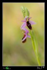 Se pensavate che vi mostravo altre orchidee vi sbagliavate!!! Con questa vi Auguro a tutti una buona Pasqua. Godetevela a pieno perch si tratta di una specie piuttosto rara endemica solo della Sicilia e non facile da trovare! 
Canon 40d, tamron 90mm, vento, iso500, f5, 1/500, mano libera, luce di inizio tramonto!