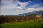 Filari ...