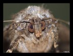 Fuji S6500 + Raynox dcr-250