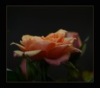 Rosellina
