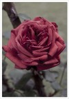 non c' rosa senza spine